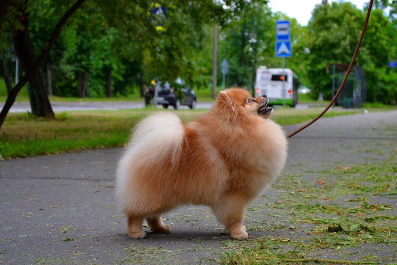 Шпиц на прогулке