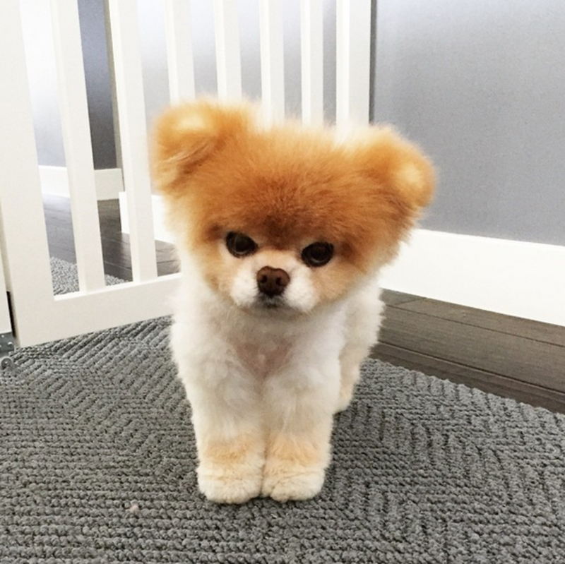 Померанский шпиц Boo