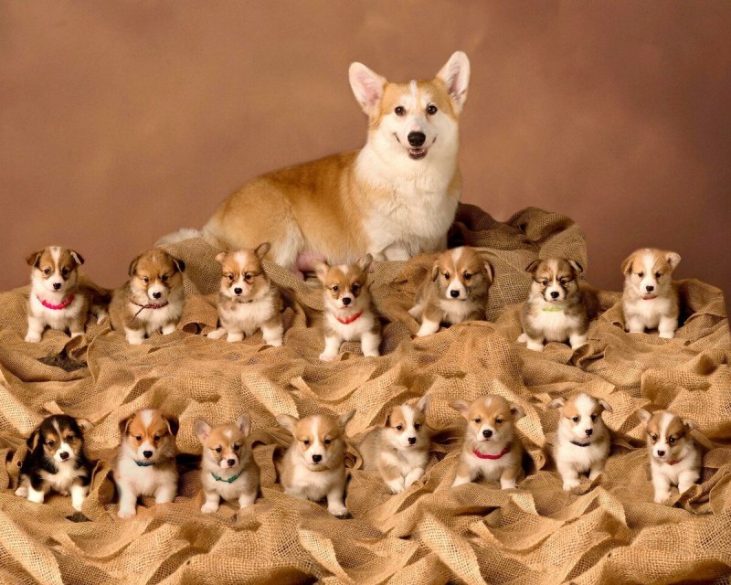 Много щенков