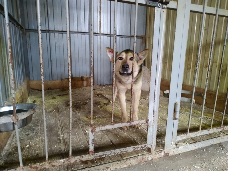 Служба отлова бездомных собак