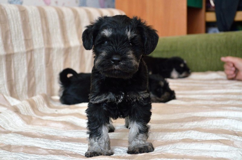 Цвергшнауцер чёрный Miniature Schnauzer Black