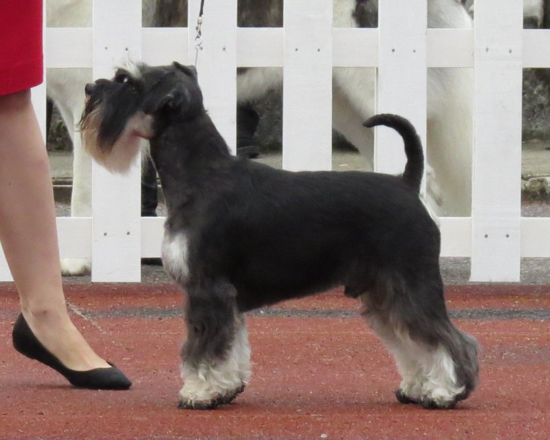 Цвергшнауцер чёрный Miniature Schnauzer Black