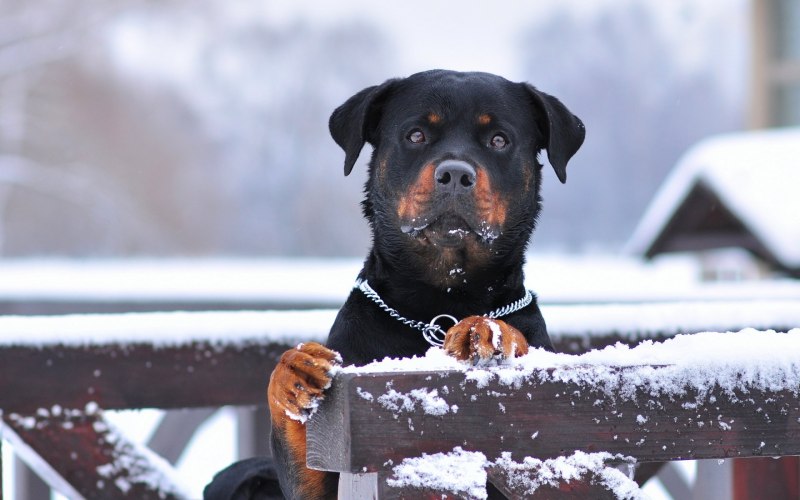 Ротвейлер IGP