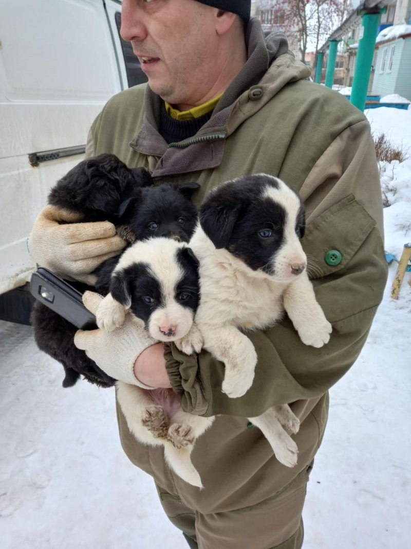 Собака тибетский мастиф