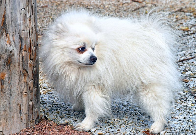 Indian Spitz