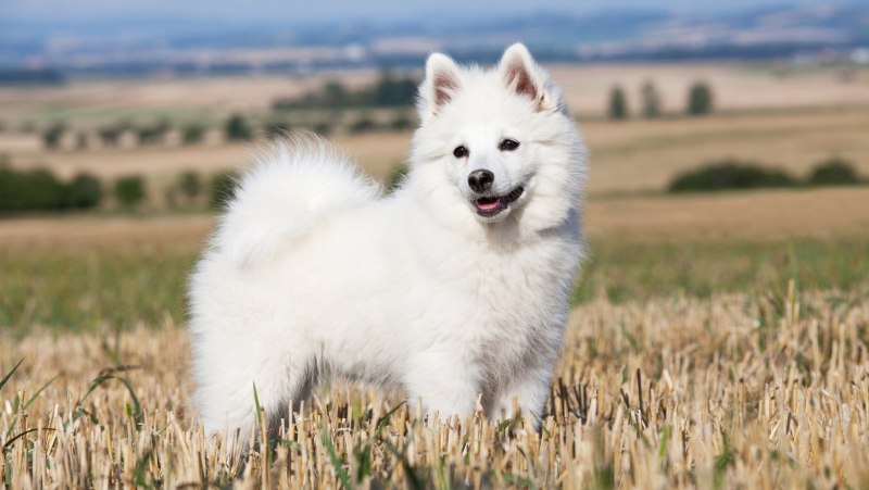 German Spitz
