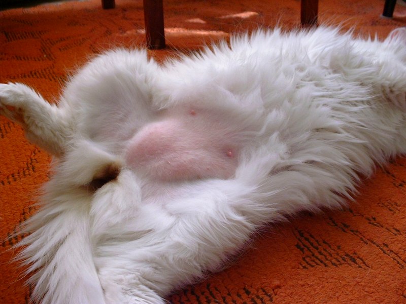 Кошка сфинкс с сисями