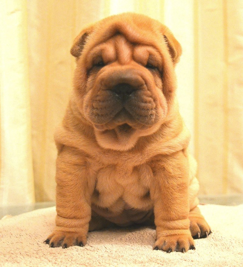 Chinese shar Pei Puppy