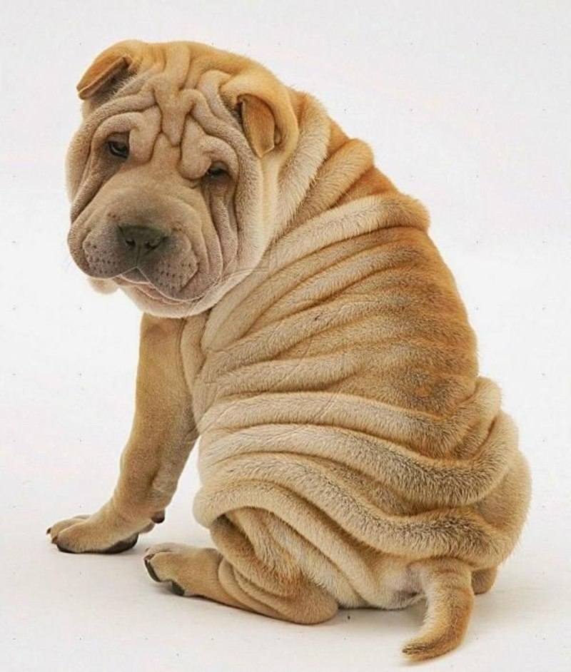 Amerikanski sharpei шарпей американский