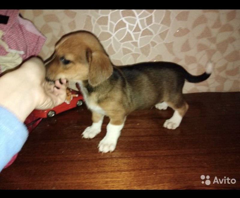 Смесь корги и Джек Рассела щенки