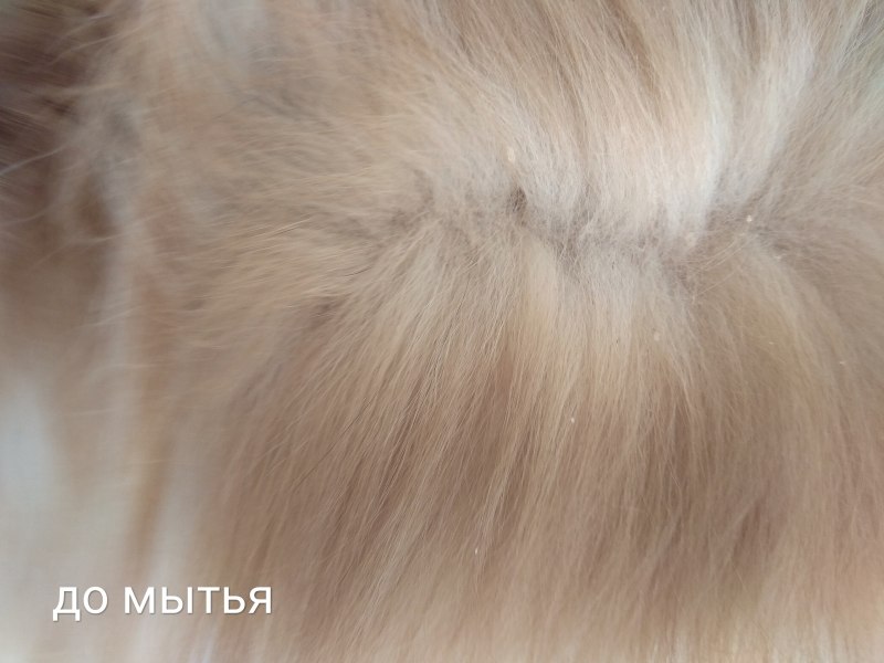 Шампунь Beaphar Anti Dandruff против перхоти для собак и кошек
