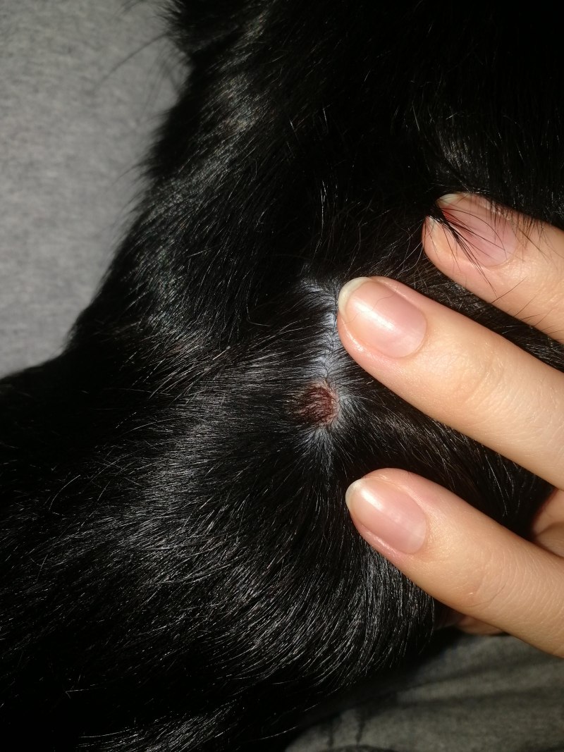 У котенка болячки на теле