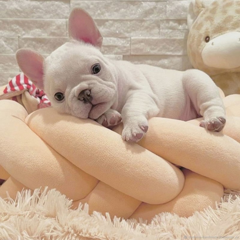 Лежанка Нора для собак Dendog