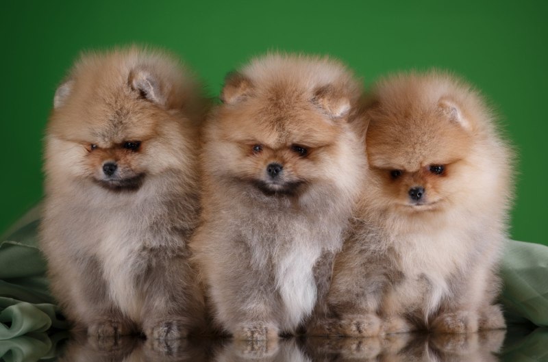 3 Померанский шпиц