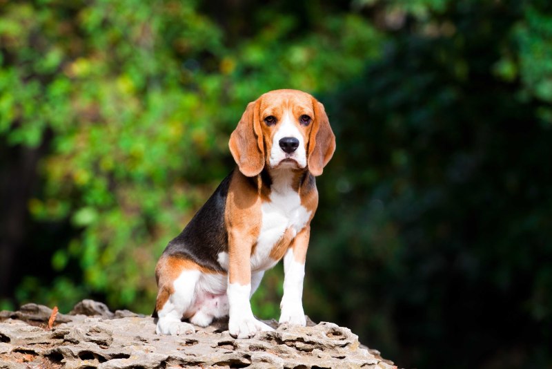 Бигль (Beagle)