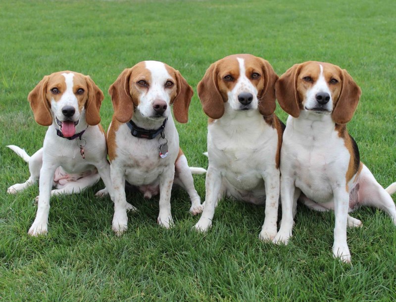 Beagle порода собак