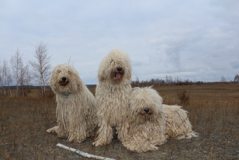 Командор собака