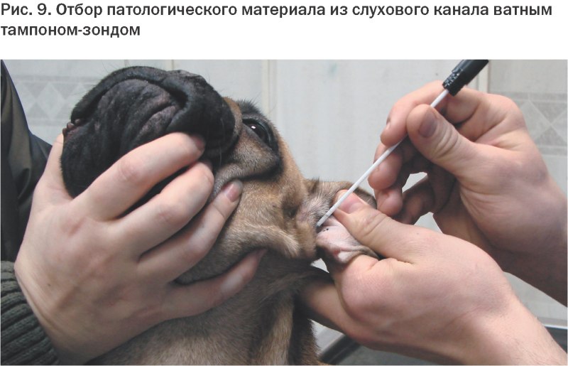Орицин ушные