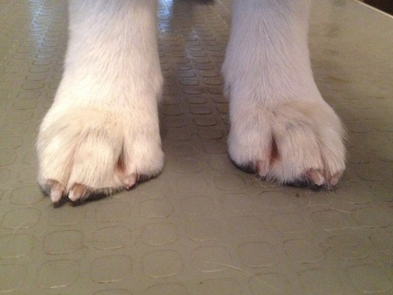 Oster gentle Paws
