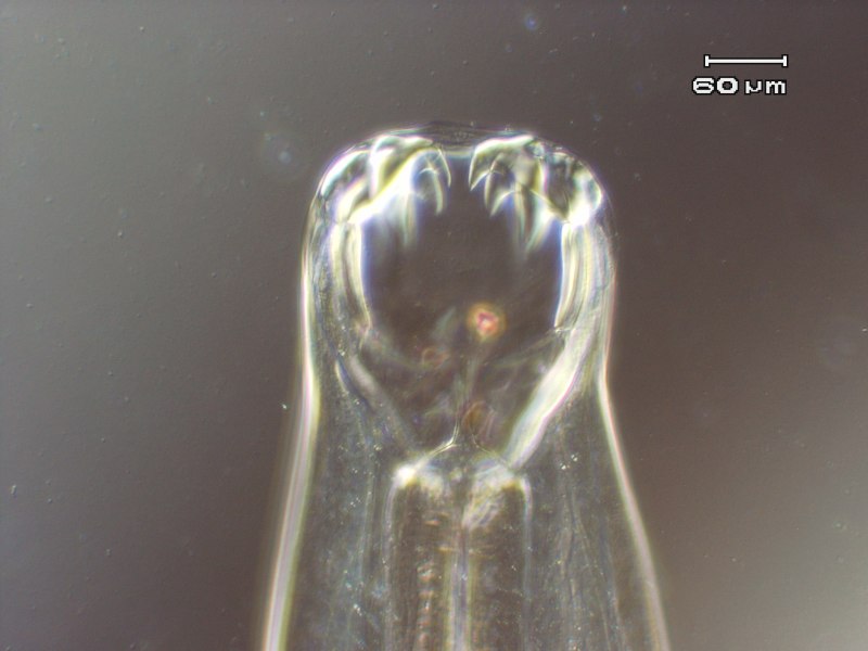 Ancylostoma caninum, Ancylostoma Brasiliensis,