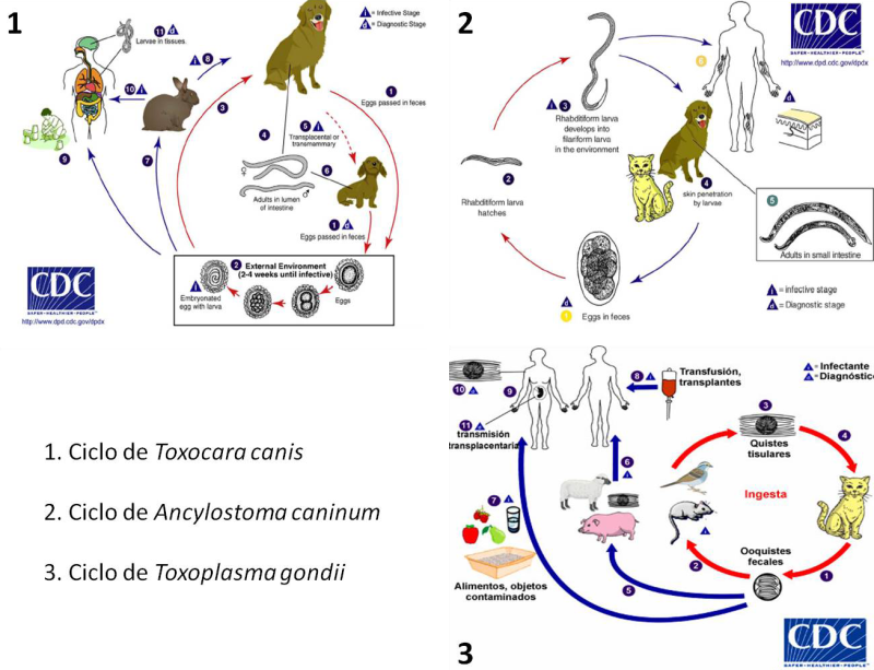 Ancylostoma caninum жизненный цикл