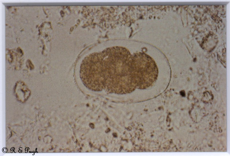 Dipylidium caninum жизненный цикл