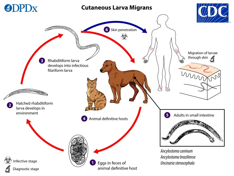 Larva Migrans жизненный цикл