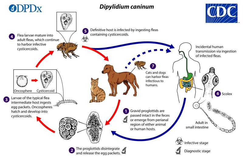 Жизненный цикл Dirofilaria immitis