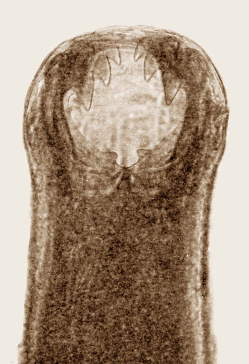 Кошачьи глисты анкилостома