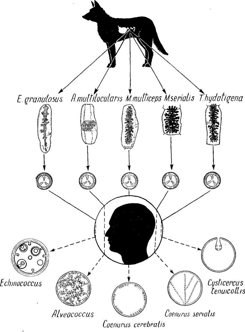 Uncinaria stenocephala паразит