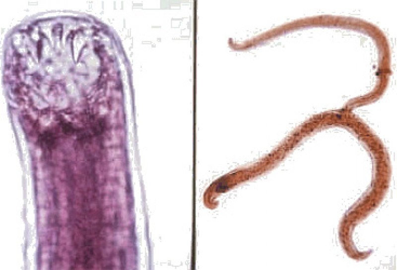 Cystoisospora canis