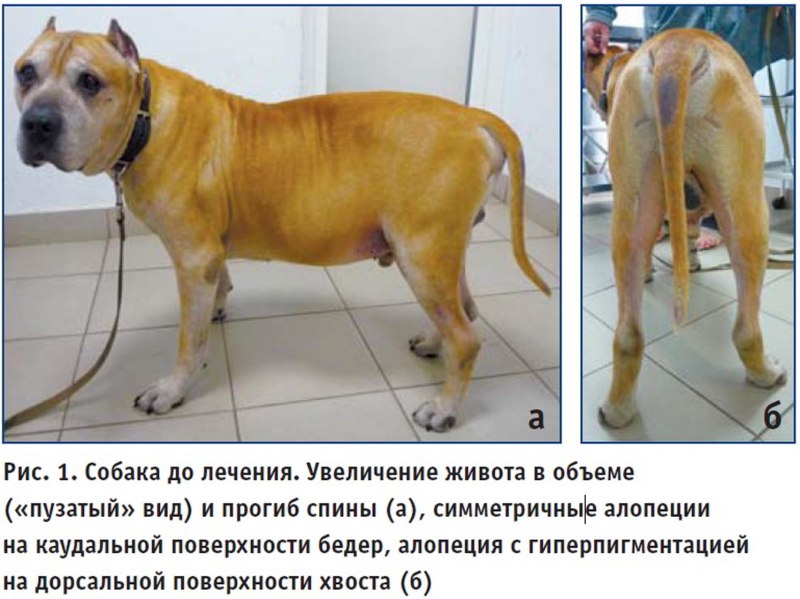 Парвовирусный энтерит собак