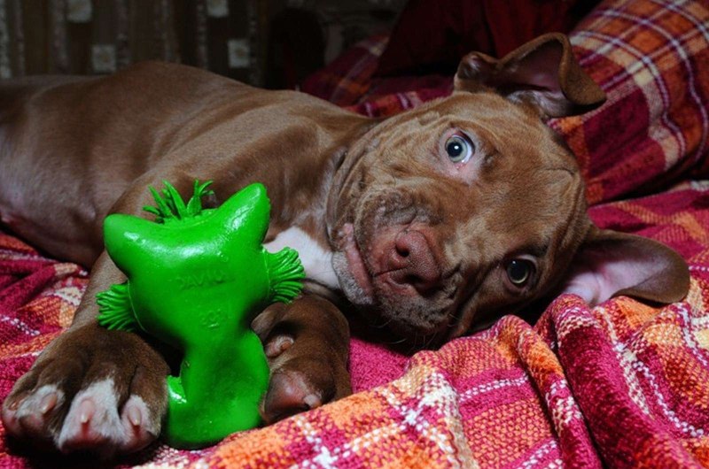 Pitbull щенок