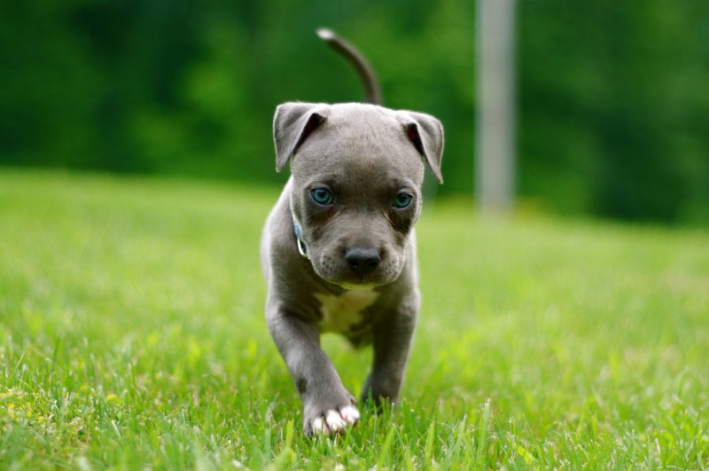 Pitbull Puppies