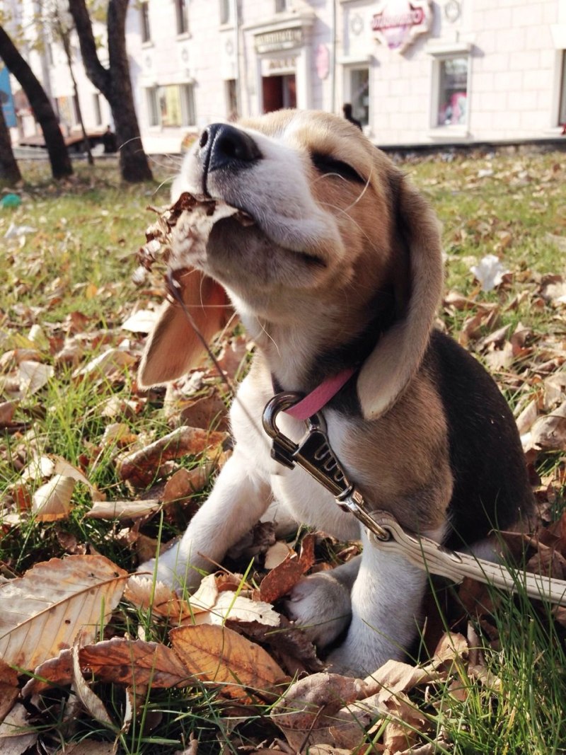 Смешной Бигль