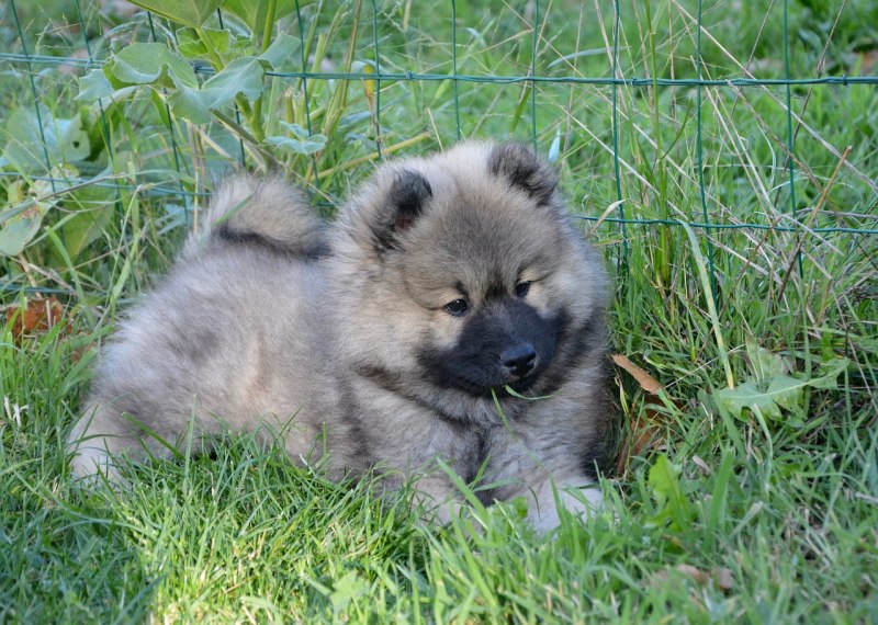 Евразиер / eurasier