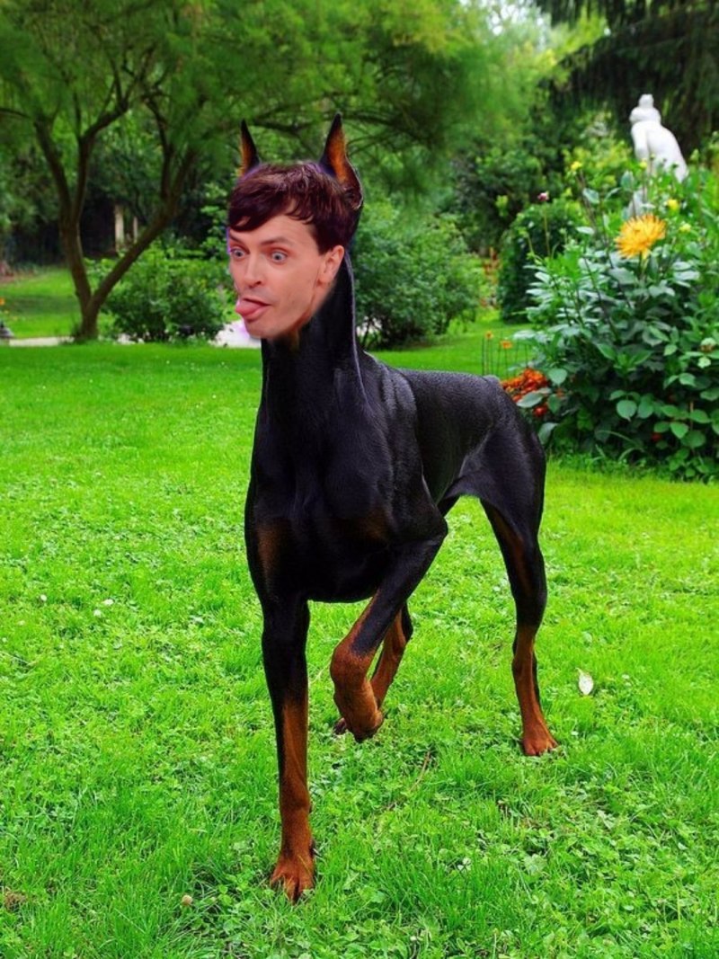 Порода Доберман