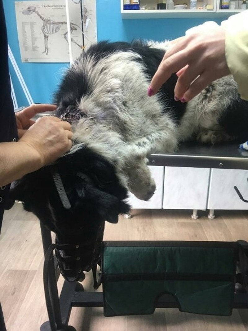Собака с перевязанной лапой