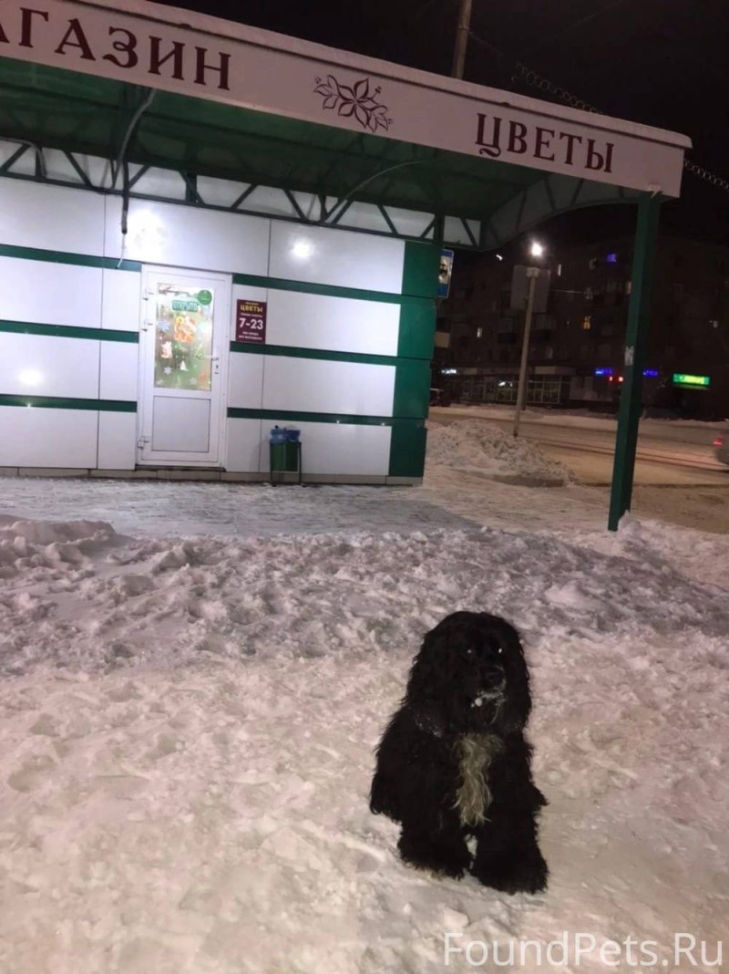 Черно рыжая собака
