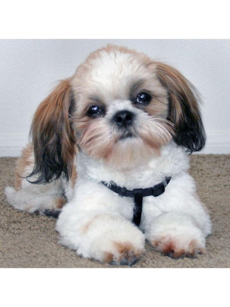 Ши-тцу (Shih Tzu