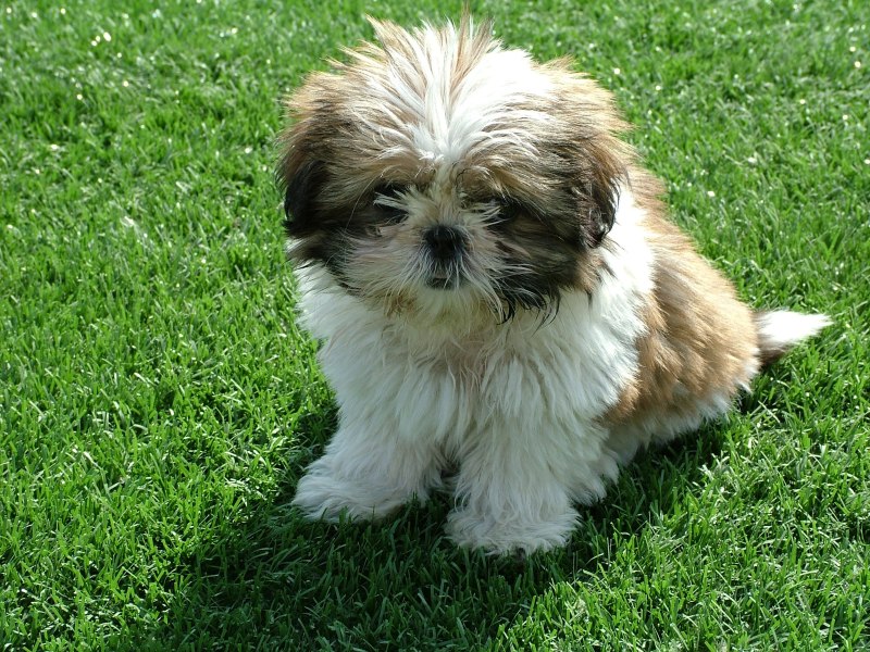 Ши-тцу (Shih Tzu