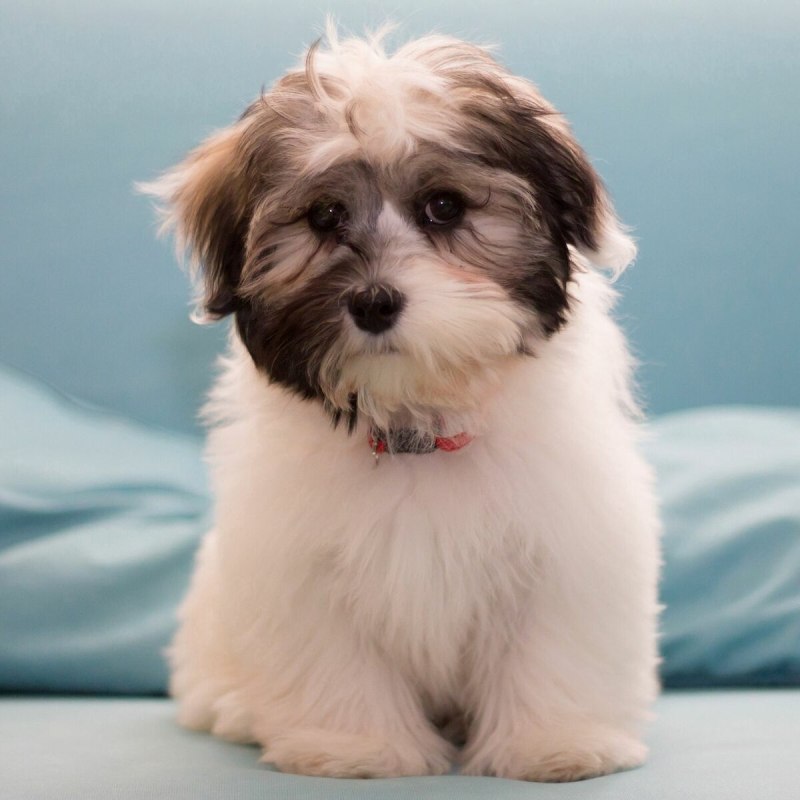Havanese Dog