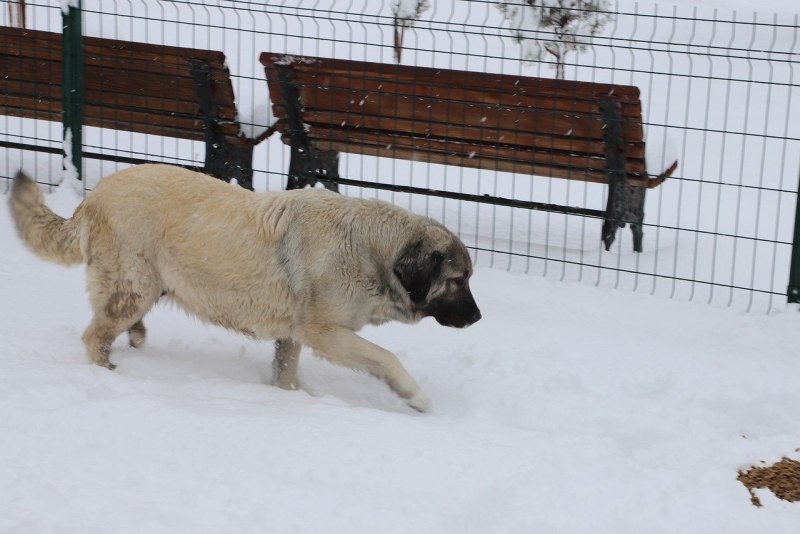 Красивые животные