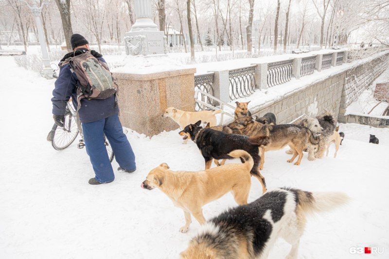 Лабрадор ретривер лает