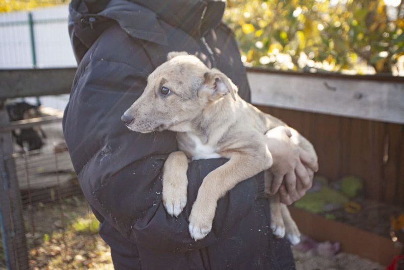 Собаки щенки колли рыжие