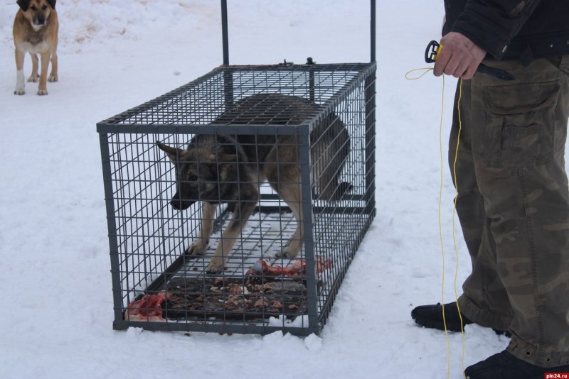 Герман Шепхерд