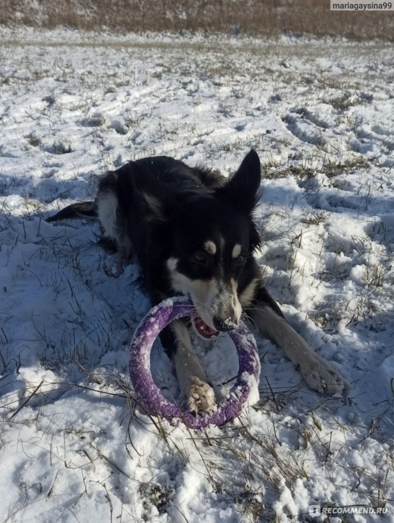 Необычная Дружба животных