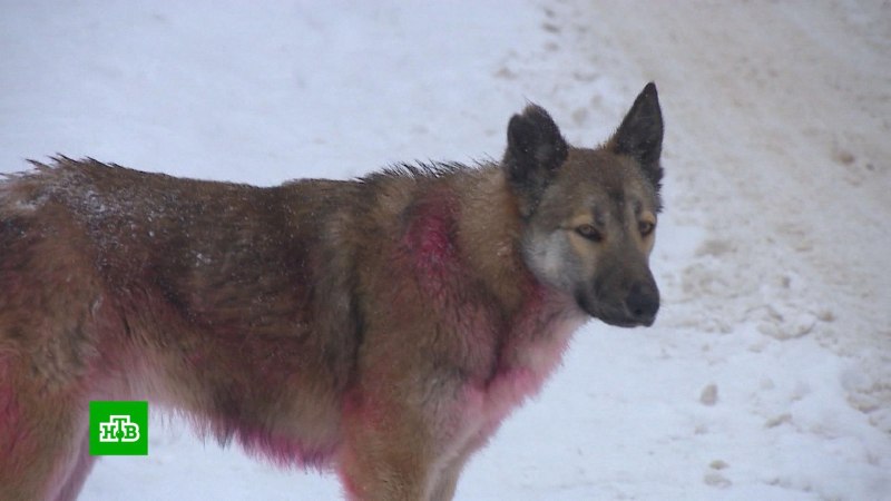 Млекопитающие собака