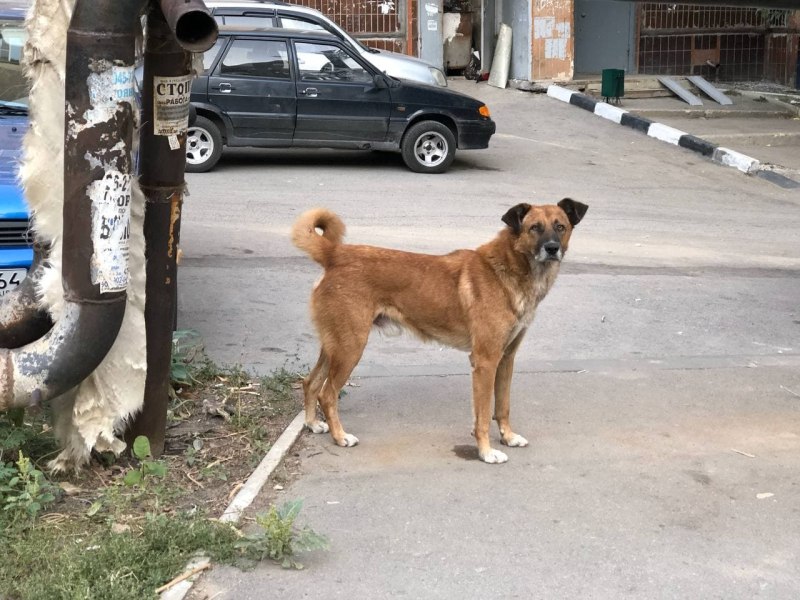 Морда собаки крупным планом