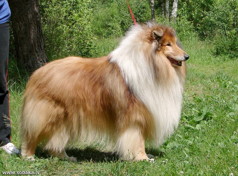 Колли длинношерстный нестриженный